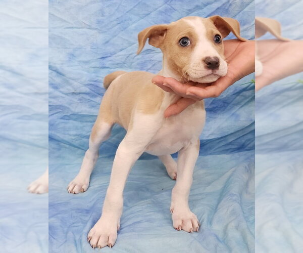 Medium Photo #2 American Pit Bull Terrier-Jack Russell Terrier Mix Puppy For Sale in Wetumpka, AL, USA