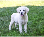 Tori - Female Golden Retriever Puppy for Sale - Photo #2