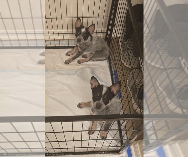 Medium Photo #1 Australian Cattle Dog Puppy For Sale in SAN ANTONIO, TX, USA