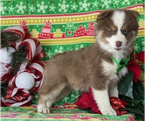 Pomsky Puppy for sale in LANCASTER, PA, USA