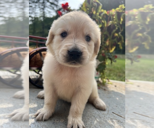 Medium Photo #1 Golden Retriever Puppy For Sale in NEOLA, WV, USA