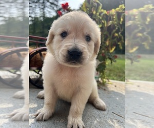 Golden Retriever Puppy for Sale in NEOLA, West Virginia USA
