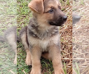 Medium German Shepherd Dog