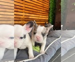 Small Photo #11 English Bulldog Puppy For Sale in CHULA VISTA, CA, USA