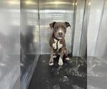 Small American Staffordshire Terrier Mix