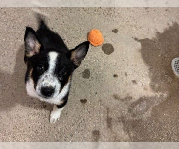 Medium Photo #1 Mutt Puppy For Sale in Redwood City, CA, USA