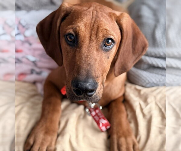 Medium Photo #1 Coonhound-Unknown Mix Puppy For Sale in Canton, CT, USA