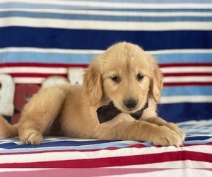 Golden Retriever Puppy for sale in LANCASTER, PA, USA