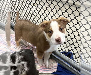 Mutt Dogs for adoption in Sterling, MA, USA