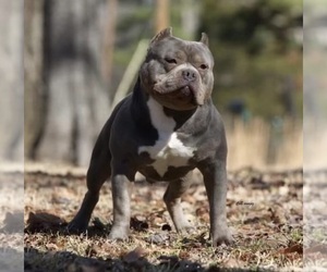 Father of the American Bully puppies born on 05/30/2022