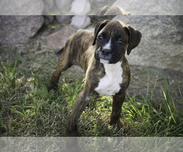 Medium Photo #9 Boxer Puppy For Sale in SHIPSHEWANA, IN, USA