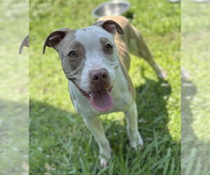 American Pit Bull Terrier-Unknown Mix Dogs for adoption in Virginia Beach, VA, USA