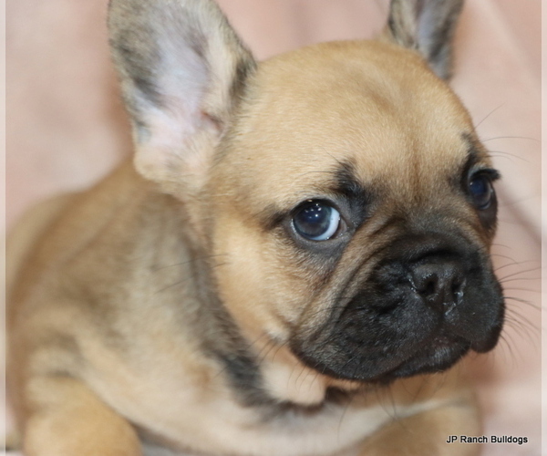 Medium Photo #9 French Bulldog Puppy For Sale in WINNSBORO, TX, USA
