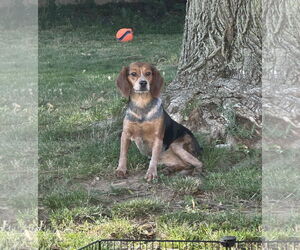 Beagle Dogs for adoption in Clinton , MI, USA