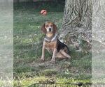Small Photo #1  Puppy For Sale in , 