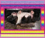 Small Photo #7 Pembroke Welsh Corgi Puppy For Sale in LOGAN, NM, USA