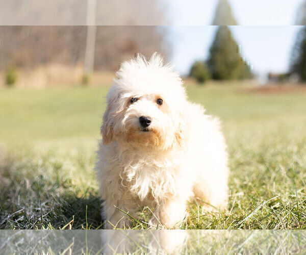 Medium Photo #3 Maltipoo Puppy For Sale in WARSAW, IN, USA