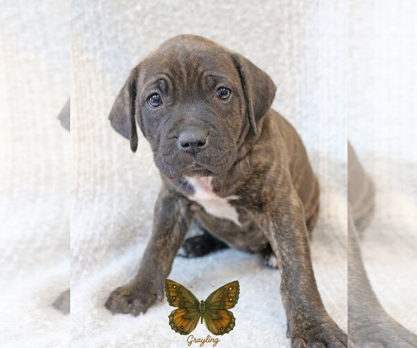 Medium Photo #6 Mastiff-Unknown Mix Puppy For Sale in Wakefield, RI, USA