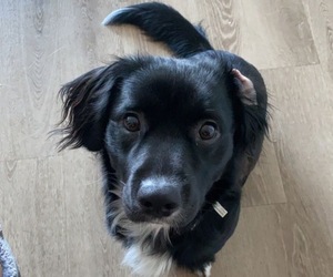 Dachshund-Labrador Retriever Mix Dogs for adoption in ROCHESTER, MN, USA