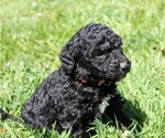 Small Photo #20 Saint Berdoodle Puppy For Sale in CLAYTON, WA, USA