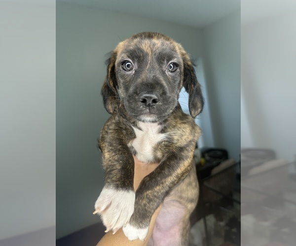 Medium Photo #3 Cock-A-Poo-Jack Russell Terrier Mix Puppy For Sale in EAST ORANGE, NJ, USA