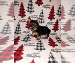Puppy Nick Yorkshire Terrier