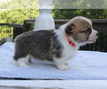 Small #21 Pembroke Welsh Corgi