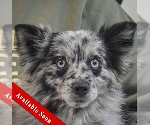 Pomeranian-pomeranian spitz Mix Dogs for adoption in Huntley, IL, USA