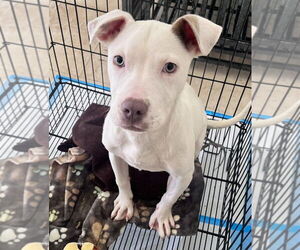 American Bulldog-Unknown Mix Dogs for adoption in New York, NY, USA