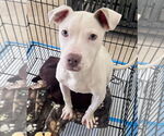 Small American Bulldog Mix