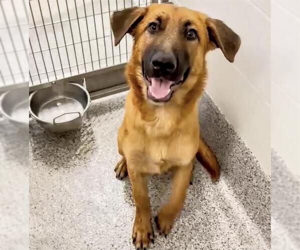 Medium Photo #2 German Shepherd Dog-Unknown Mix Puppy For Sale in Houston, TX, USA