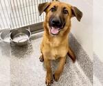 Small #1 German Shepherd Dog Mix