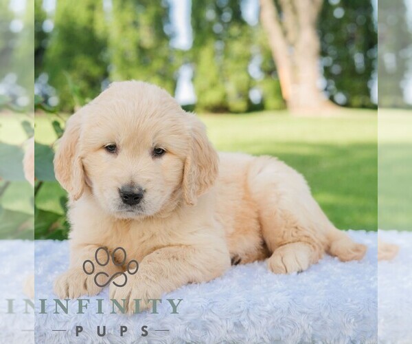 Medium Photo #5 Golden Retriever Puppy For Sale in NEWPORT, PA, USA