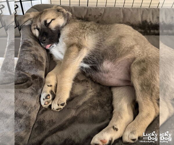 Medium Photo #4 Labrenees Puppy For Sale in Washington, DC, USA