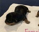 Small Photo #11 Yorkshire Terrier Puppy For Sale in MERCED, CA, USA