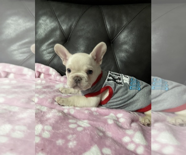 Medium Photo #6 French Bulldog Puppy For Sale in SAN BERNARDINO, CA, USA
