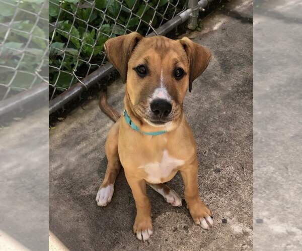 Medium Photo #2 Mutt Puppy For Sale in Elmsford, NY, USA