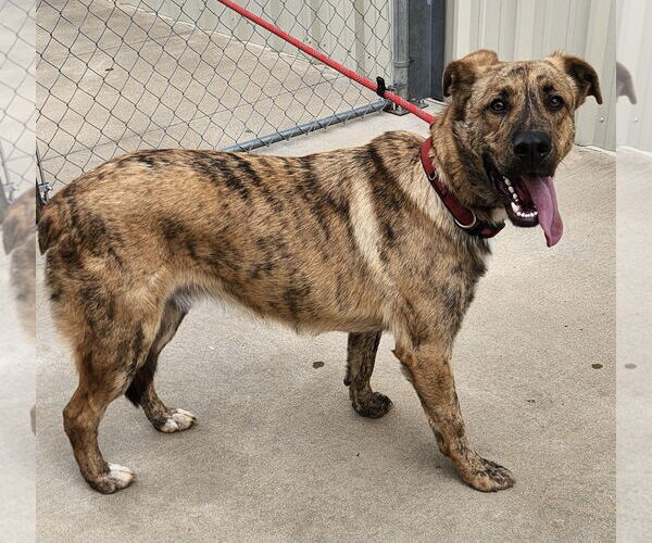 Medium Photo #2 German Shepherd Dog-Great Pyrenees Mix Puppy For Sale in Clinton, OK, USA