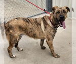 Small #1 German Shepherd Dog-Great Pyrenees Mix