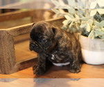 Small Photo #3 French Bulldog Puppy For Sale in GILLETTE, WY, USA