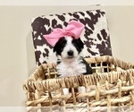 Small Photo #1 Aussiedoodle Puppy For Sale in AMBROSE, GA, USA