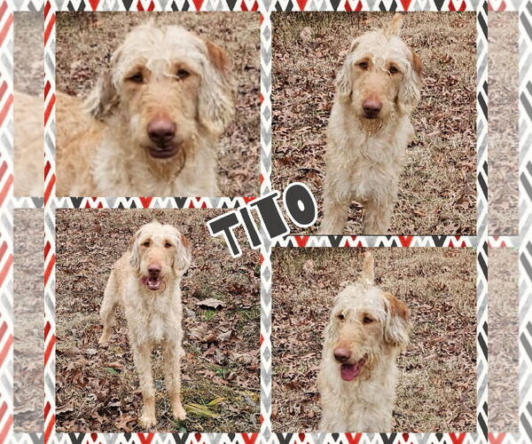 Medium Photo #1 Vizsla Puppy For Sale in Blacksburg, SC, USA