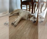 Small #3 Golden Pyrenees
