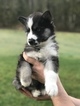 Small Photo #3 Siberian Husky Puppy For Sale in BRUSH PRAIRIE, WA, USA