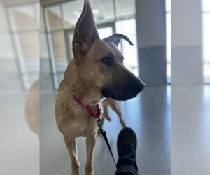 Medium German Shepherd Dog Mix
