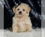 Puppy Chesnut Maltipoo (Miniature)