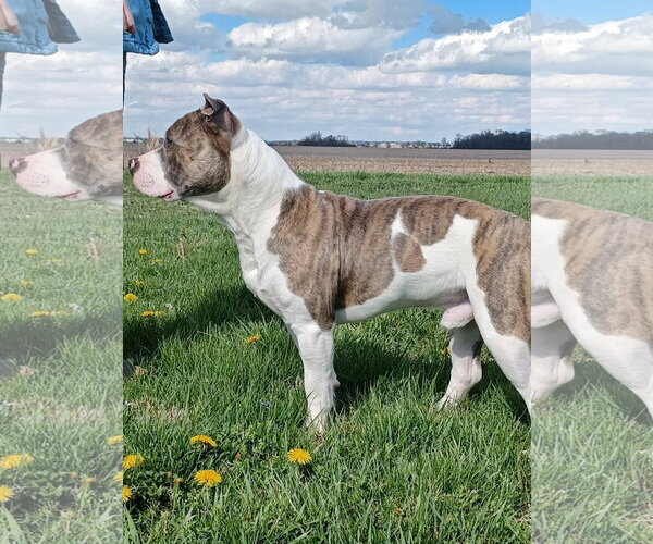Medium Photo #3 American Pit Bull Terrier-Unknown Mix Puppy For Sale in Germantown, OH, USA
