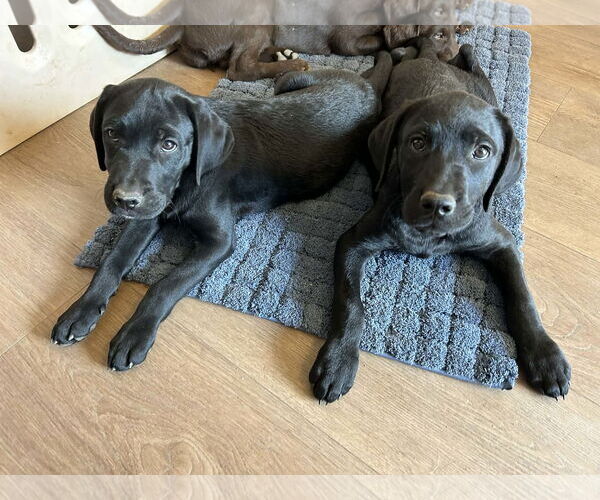 Medium Photo #4 Labrador Retriever-Unknown Mix Puppy For Sale in Clovis, CA, USA