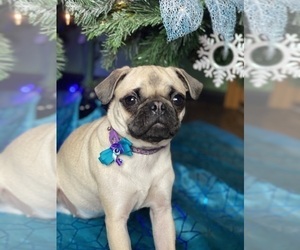 Mother of the Pug puppies born on 03/05/2025