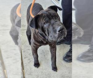 Chinese Shar-Pei Dogs for adoption in Bakersfield, CA, USA